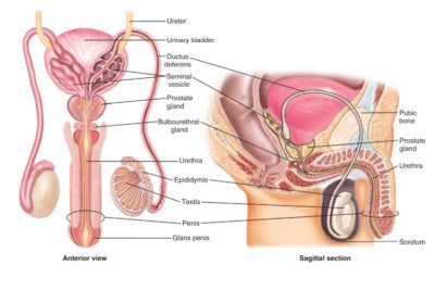 article-Anatomy-of-the-Male--uSg